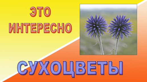 Это интересно. Сухоцветы