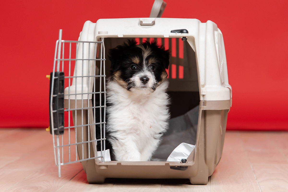 Всегда оставляйте внутри несколько простых безопасных игрушек, чтобы щенок не скучал