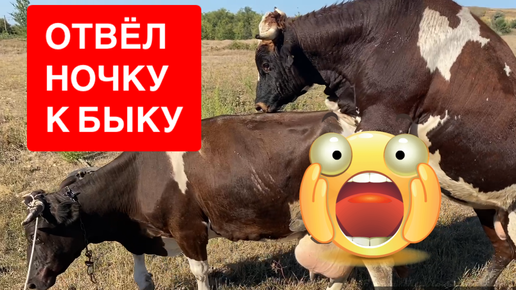 Video herunterladen: ОТВОДИЛ КОРОВУ К БЫКУ 🐄🐃 НАЧАЛИСЬ ОХОТЫ У КОЗ 🐐🐐🐐 ОТПРАВЛЯЮ ВАШИ ЗАКАЗЫ 📦📦📦 КОНЦЕРТ В КОНСЕРВАТОРИИ ⛪️