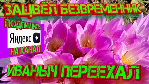 Зацвёл безвременник Иваныч переехал!!!