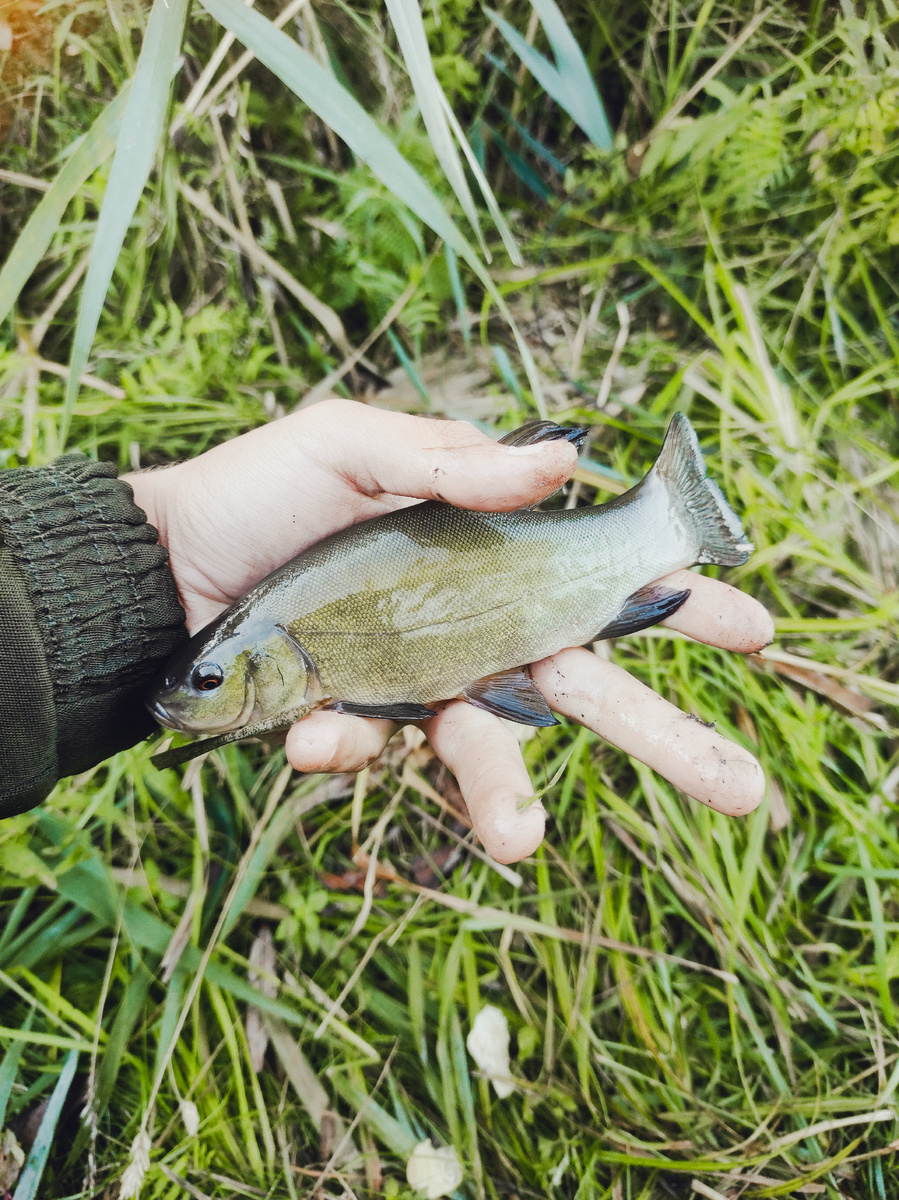 Мой первый линь 