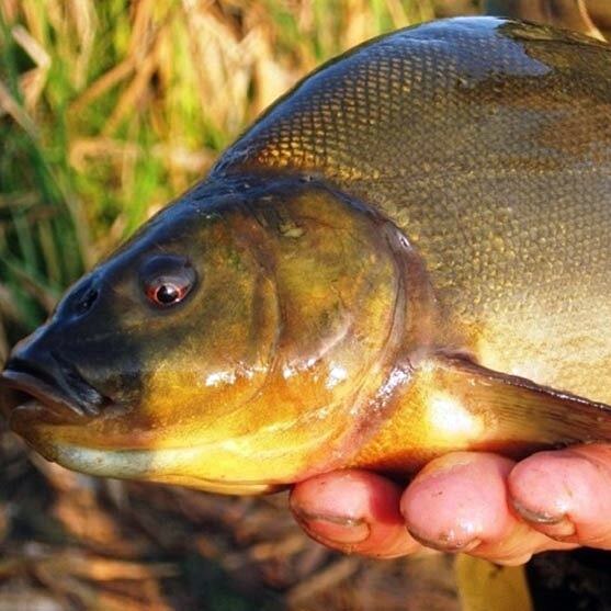 Линь-рыба доктор 