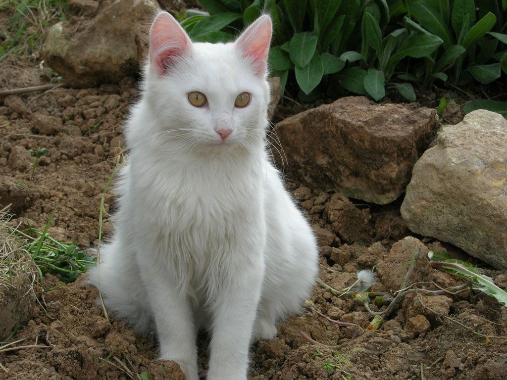 Фото из ЯндексКартинки