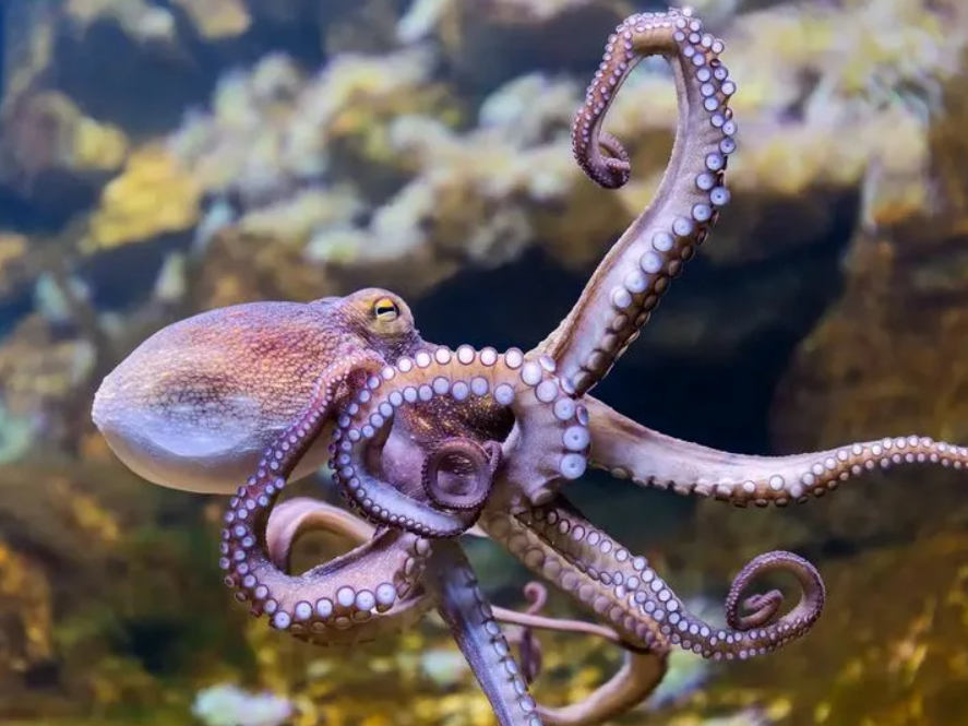 Осьминоги имеют три сердца. Два сердца перекачивают кровь к жабрам, а третье — к остальным частям тела. Интересно, что когда осьминог плавает, его сердце, которое перекачивает кровь к телу, останавливается, что делает плавание для него утомительным.