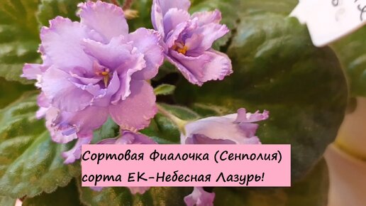 Сортовая Фиалочка (Сенполия) сорта ЕК-Небесная Лазурь!