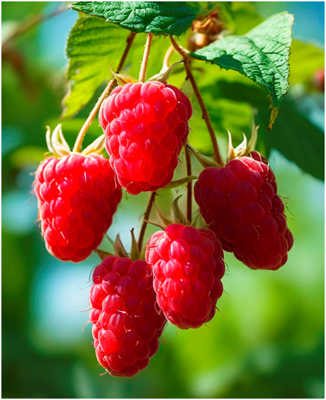 малина сорта аврора