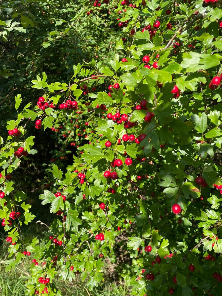 боярышник горит на солнце ярким цветом