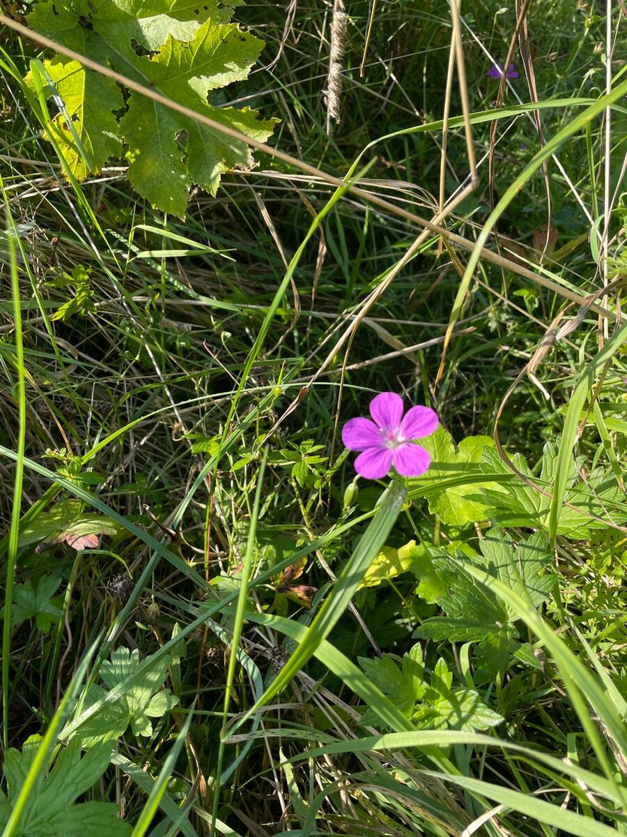 цветы вовсю цветут