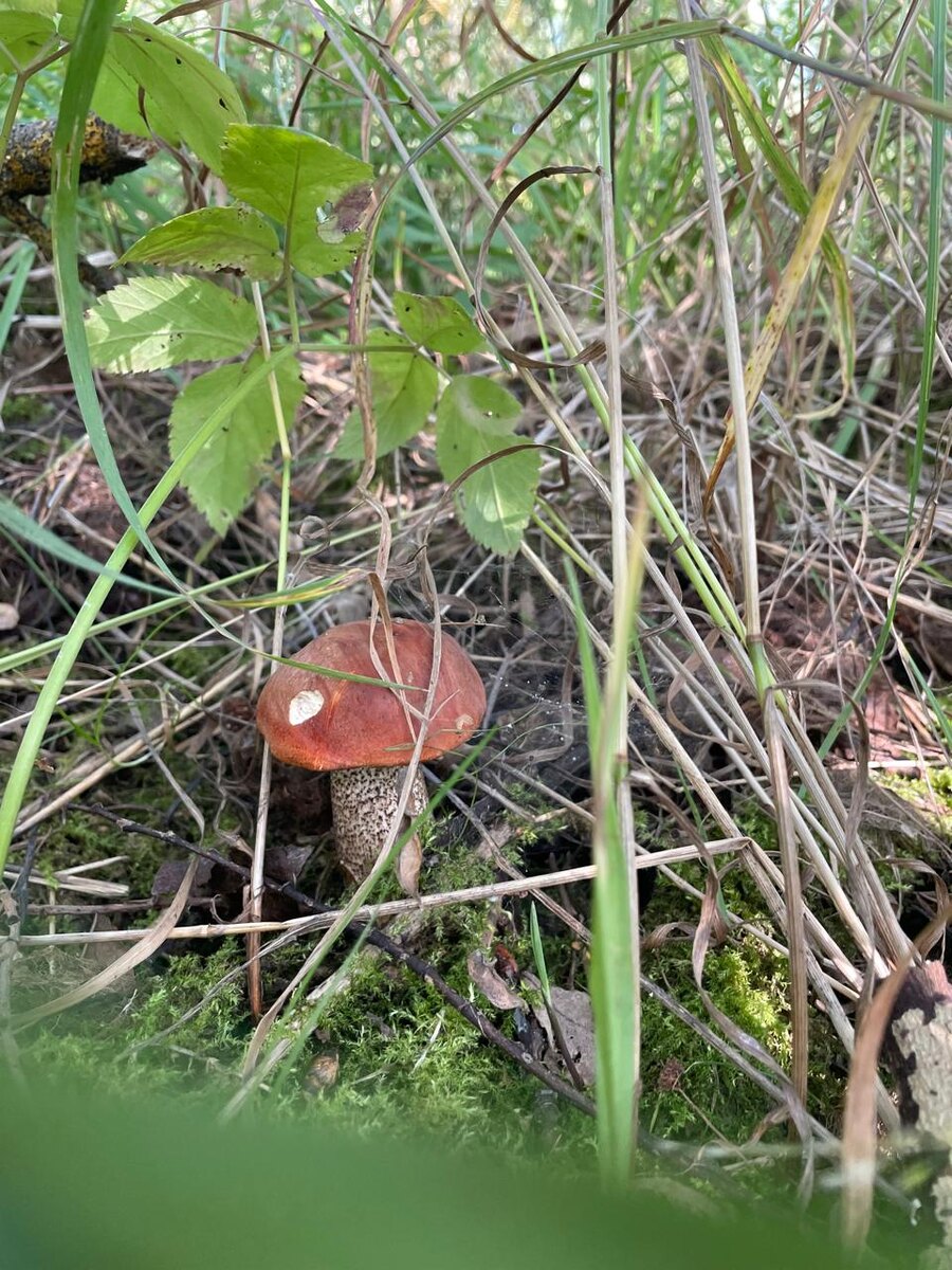 красненький