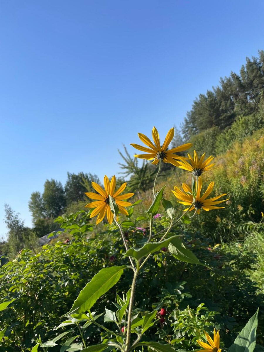 вот лето! совсем не осень