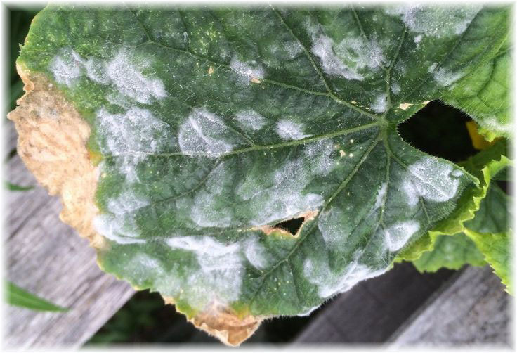 Мучнистая роса на огуречном листе