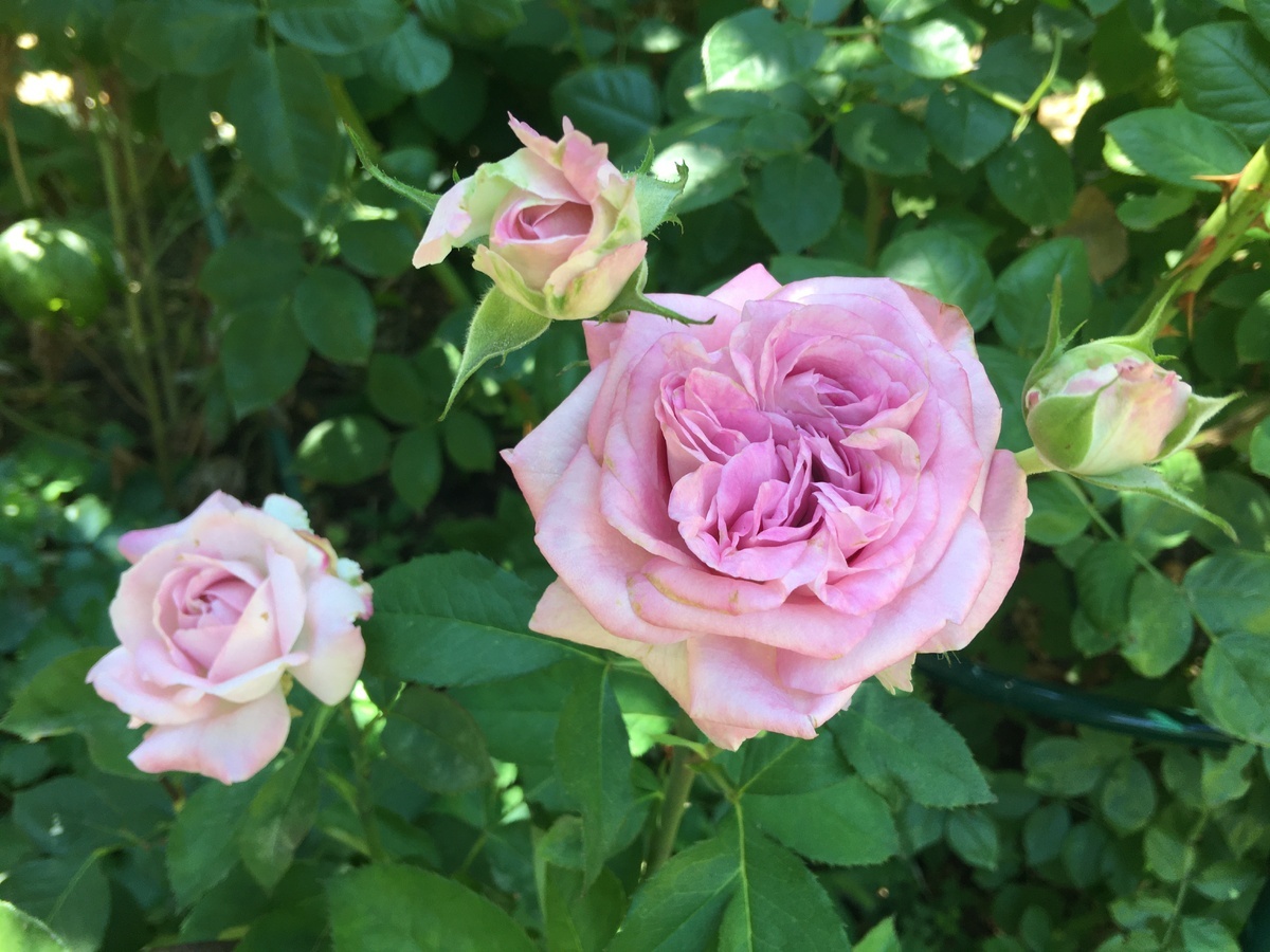 фото Екатерины