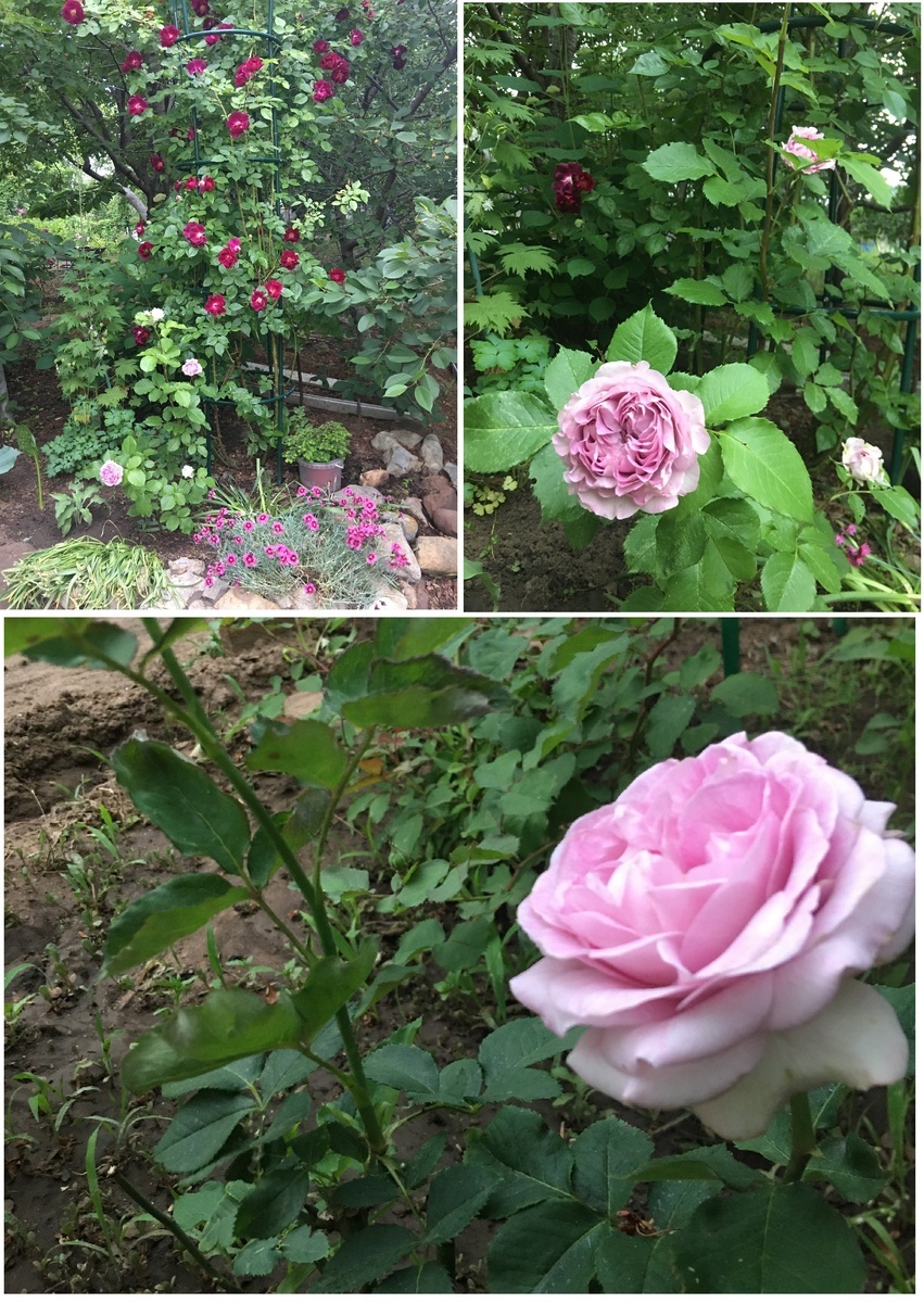 фотоколлаж Екатерины