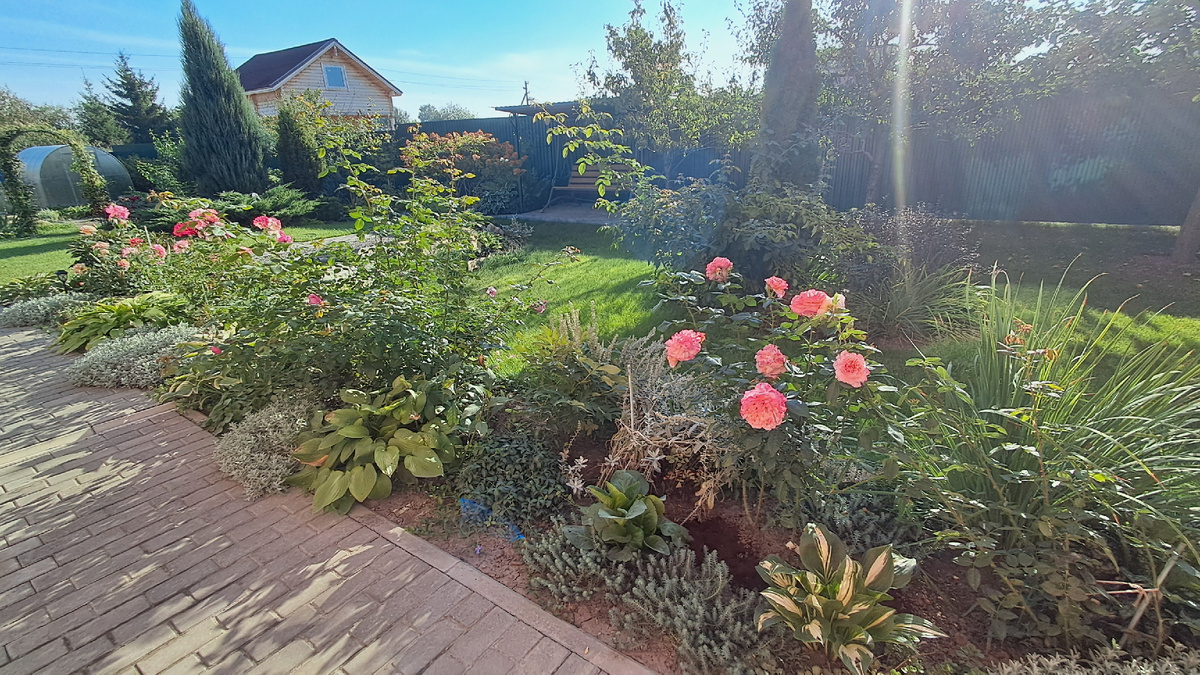 Прощальное цветение роз