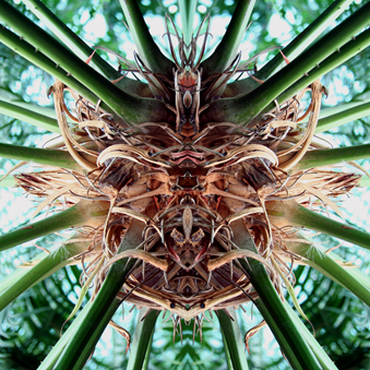 А.П. "Насекомое"