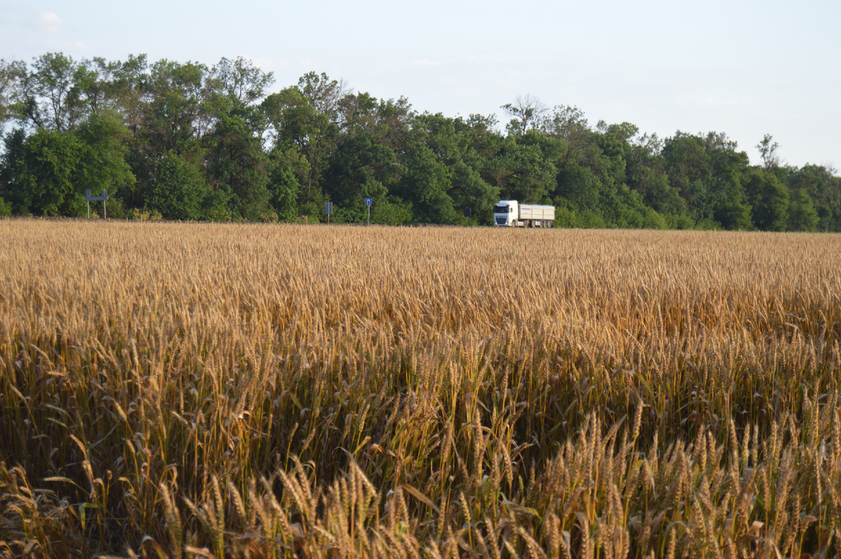 Фото автора. Июнь 2023. Пшеничное поле агрофирмы.