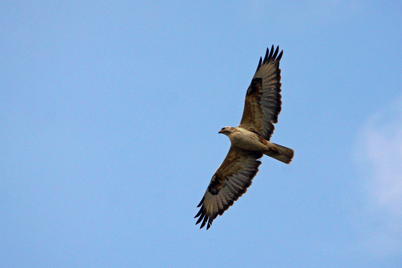 Курганник (Buteo rufinus)