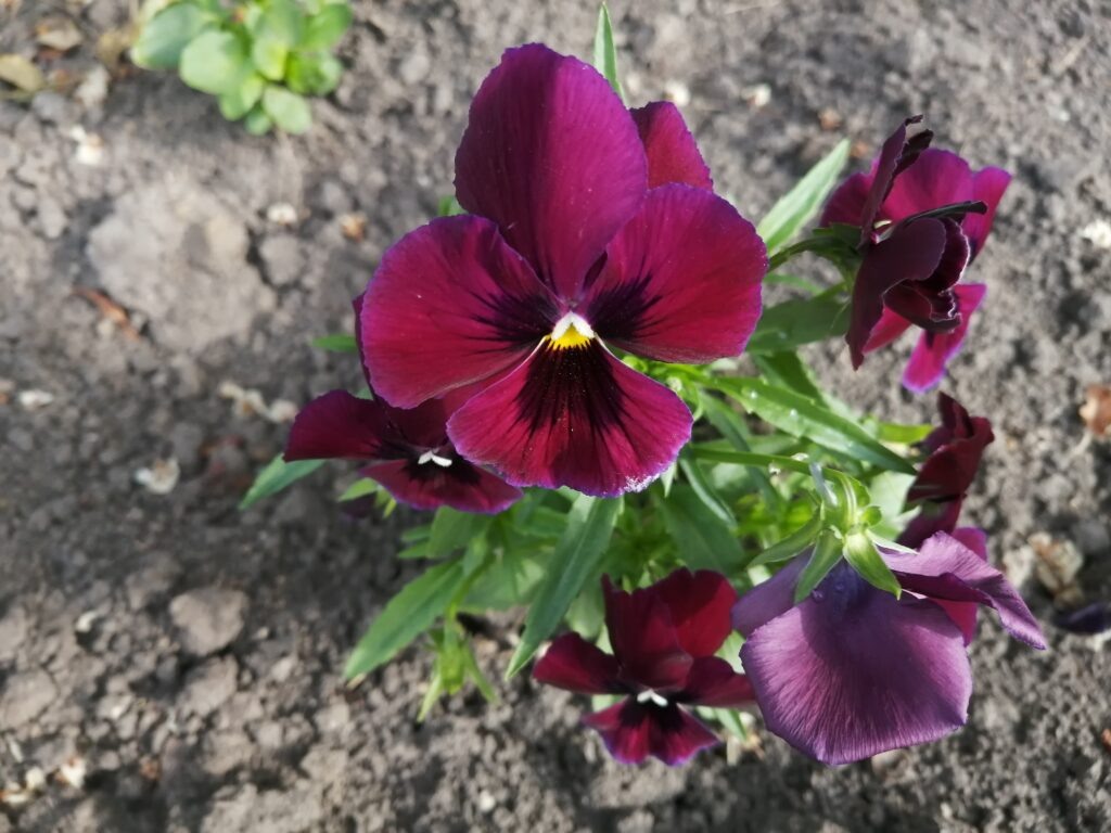 Цветении виолы.