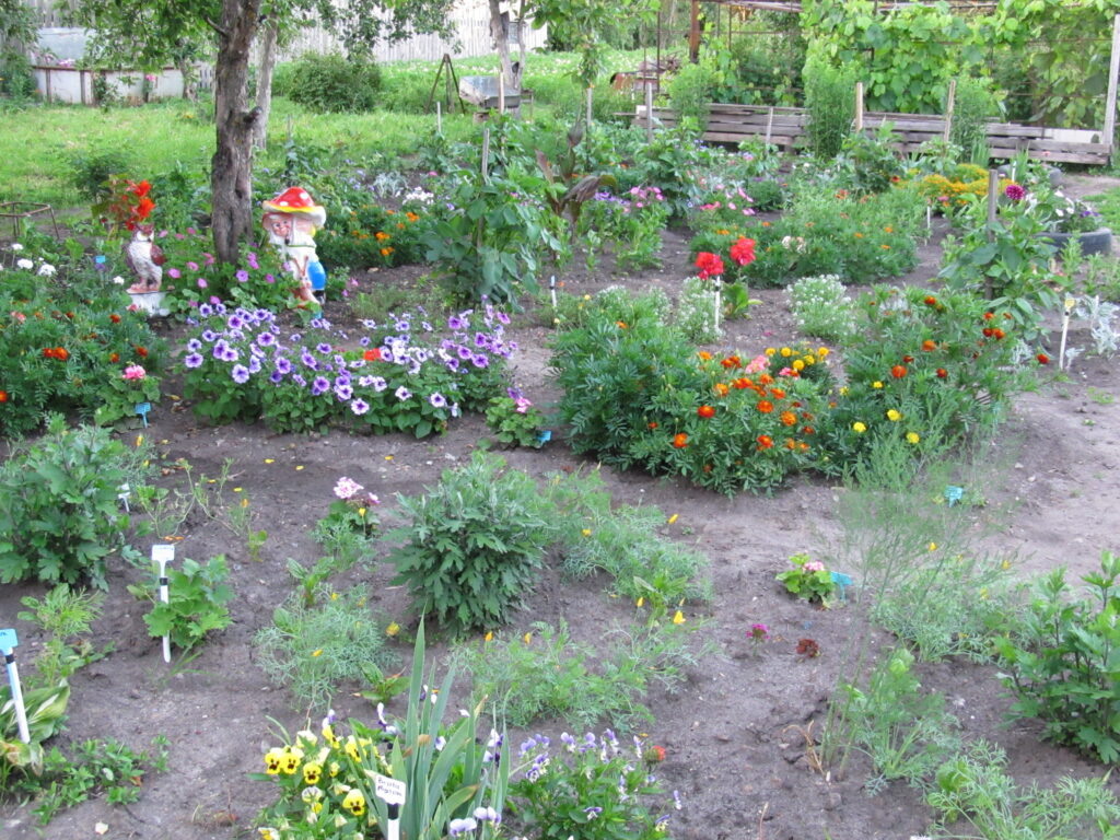 Новый цветник в июне.