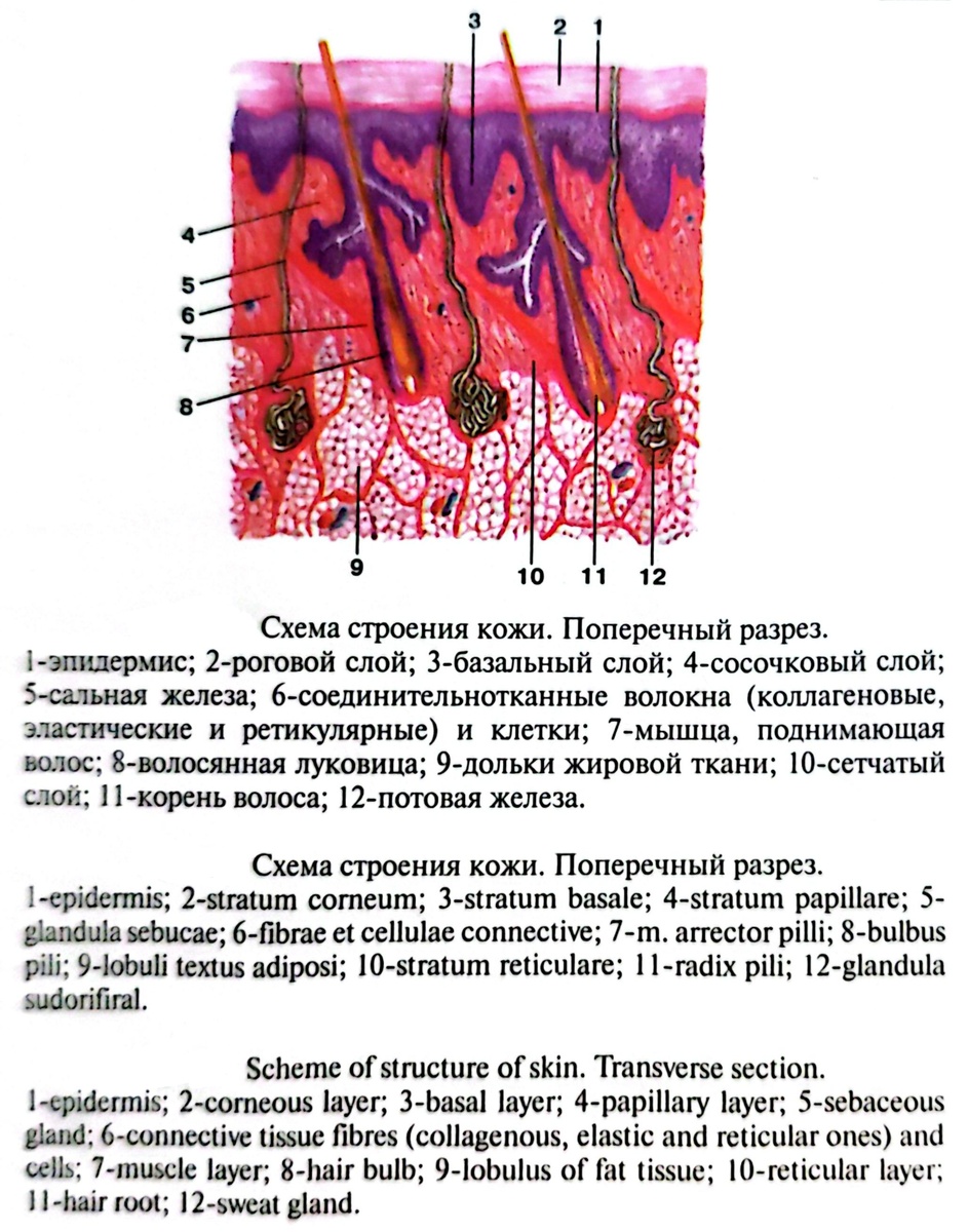 Схема строения кожи. Поперечный разрез. 