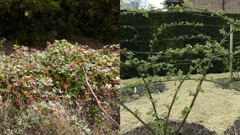 Слева - заросший куст ежевики. Справа - тот же куст после правильной осенней обрезки: аккуратный, с четкой структурой веток. 