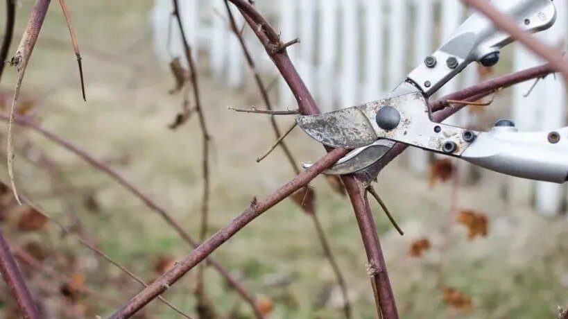Со взрослым кустом ежевики дело обстоит так: сначала убираем все старые ветки, которые уже отплодоносили. Потом вырезаем слабые, больные и те, что внутрь куста растут.