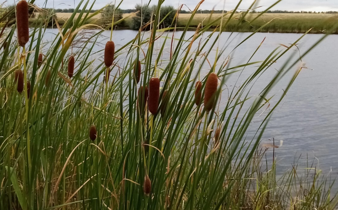 Думал, что это - камыш! А он, оказывается, Рогоз (фото из открытых источников)