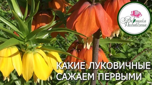 КАКИЕ ЛУКОВИЧНЫЕ САЖАЕМ ПЕРВЫМИ И ПОЧЕМУ