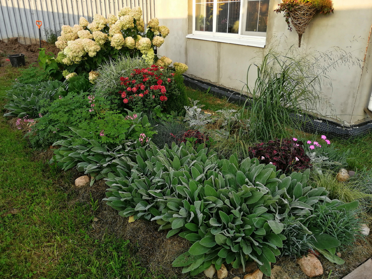 Этот цветник буду реконструировать, чтобы он смотрелся одним ансамблем с миксбордером, поскольку они будут видны одновременно от входа на участок. 