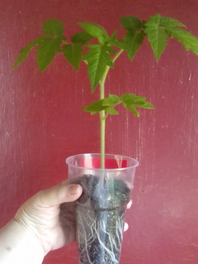 Посев уже своими семенами 13 марта, всходы с 18-22 марта, пикировка 30 марта. Возраст томата на фото 33 дня.