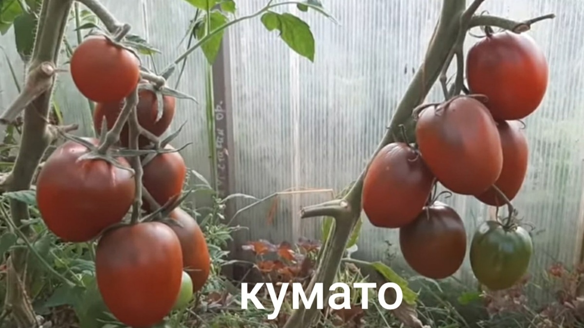 Фото из каталога коллекционера