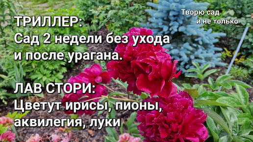 Творю сад. Триллер: сад 2 недели без ухода и после урагана