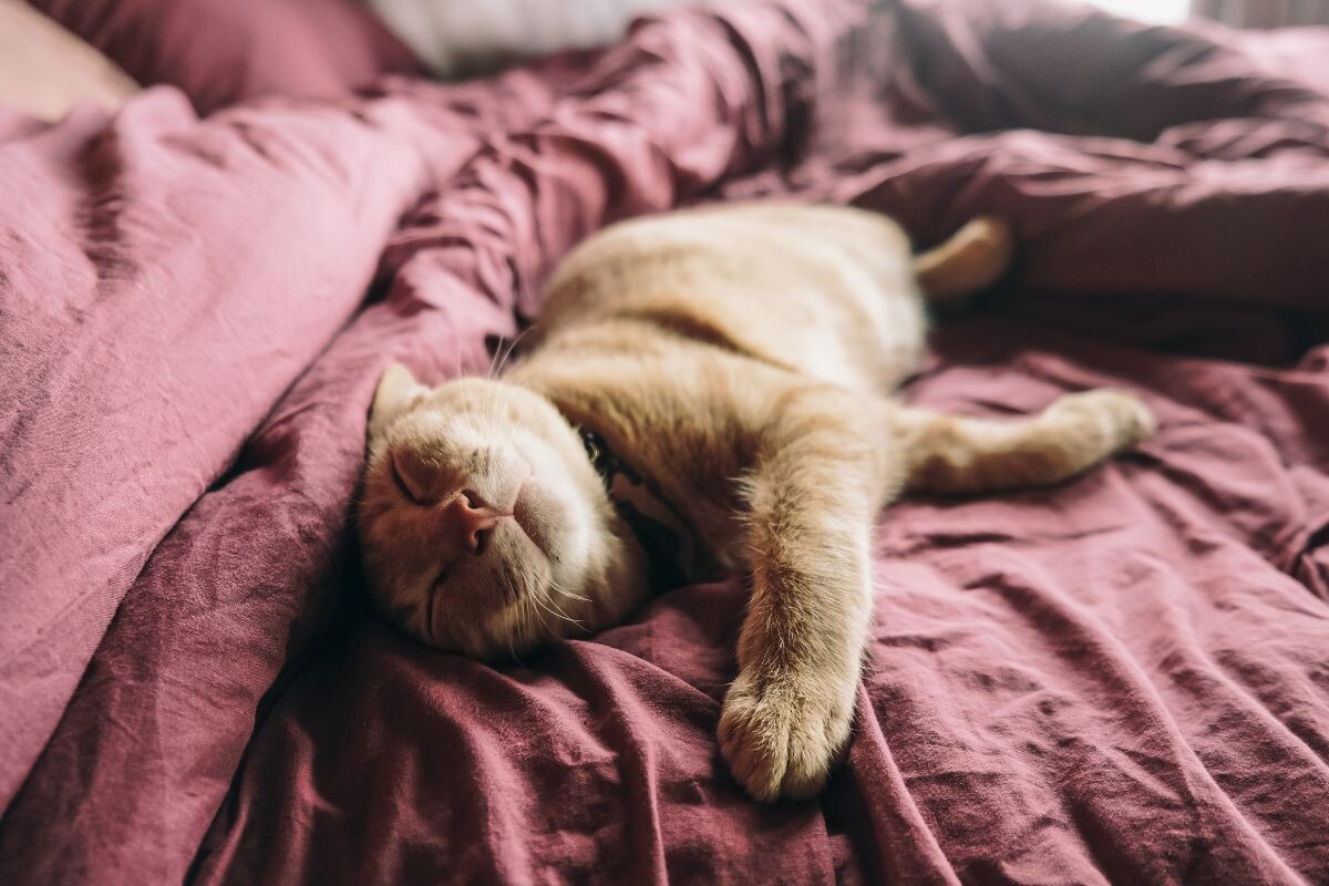 Котик сладко спит 