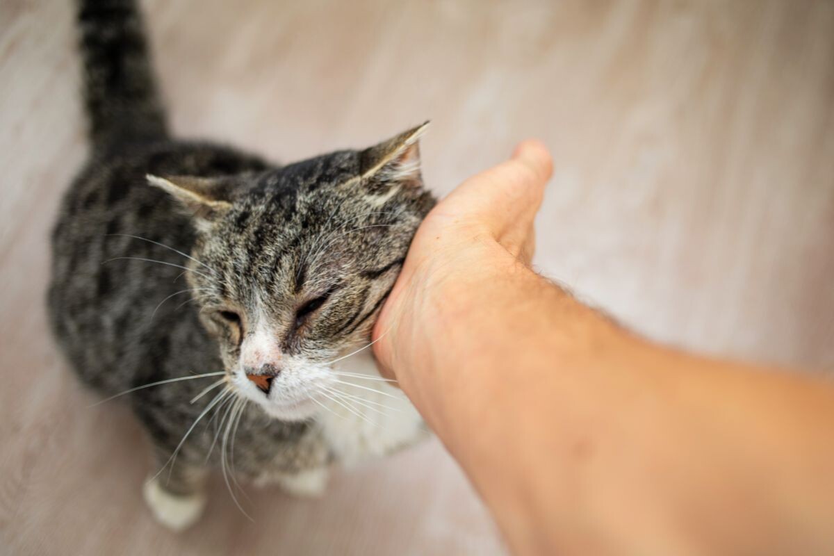 Хозяин гладит кошку 