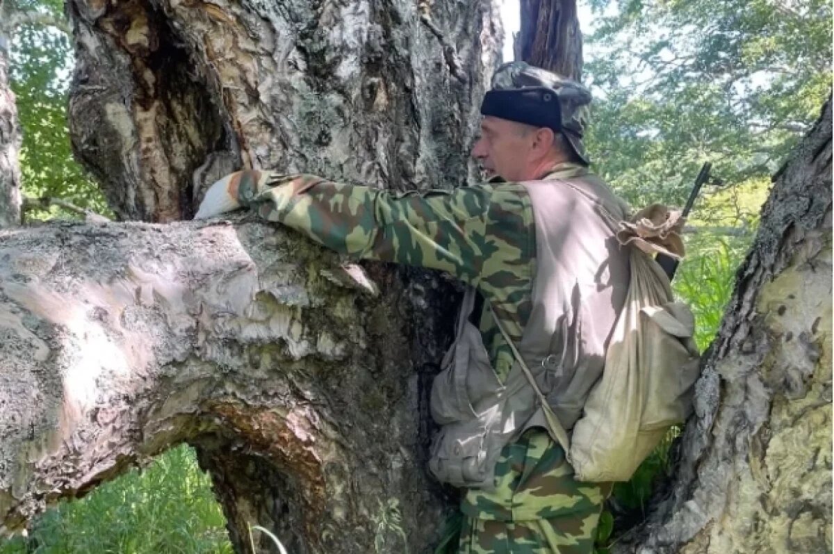    Древнюю березу обнаружили рядом с озером Приливным на Камчатке