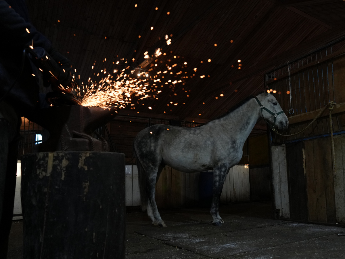 Akhal-Teke horse photo. Чистокровный ахалтекинец или ахалтекинская лошадь жеребец Галим Шаэль на ковке в Московском поло клубе в Целеево. Галим Шаэль является спортивной лошадью, готовится к началу сезона конного поло