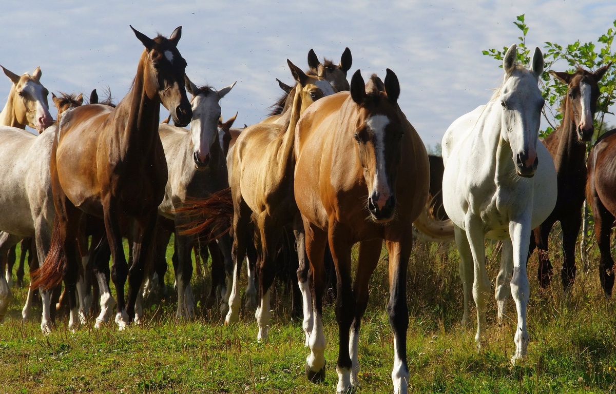 Akhal-Teke horse on photo by Elena Mashkova. Ахалтекинцы или ахалтекинские лошади на фото Елены Машковой. Табун лошадей Шаэль возвращается домой с полей