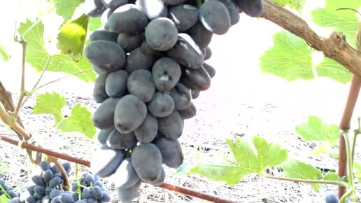 Урожайность винограда сорта Чарли (Антрацит) 🍇