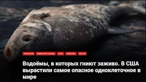 Водоёмы в которых гниют заживо