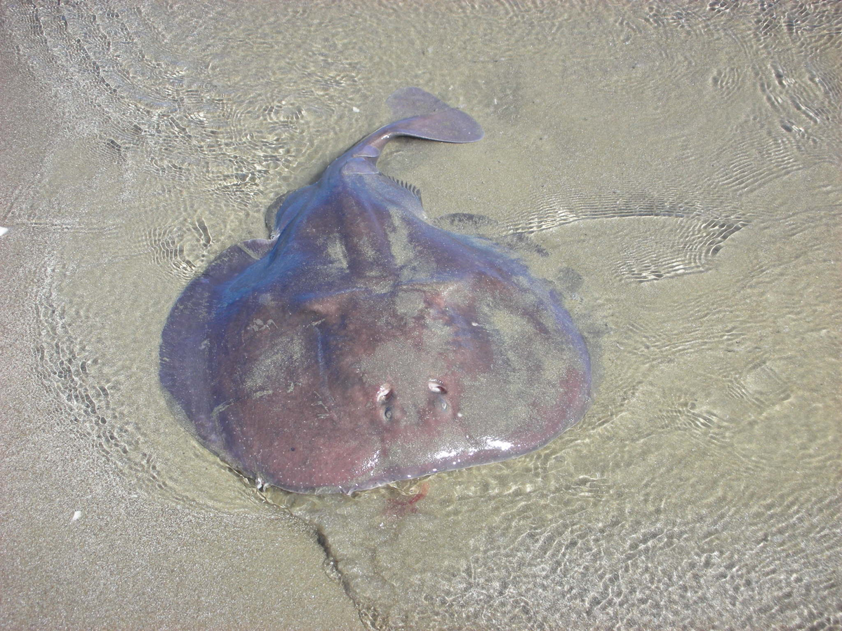 Привет, человек! Хочешь заряд бодрости на целый день? 