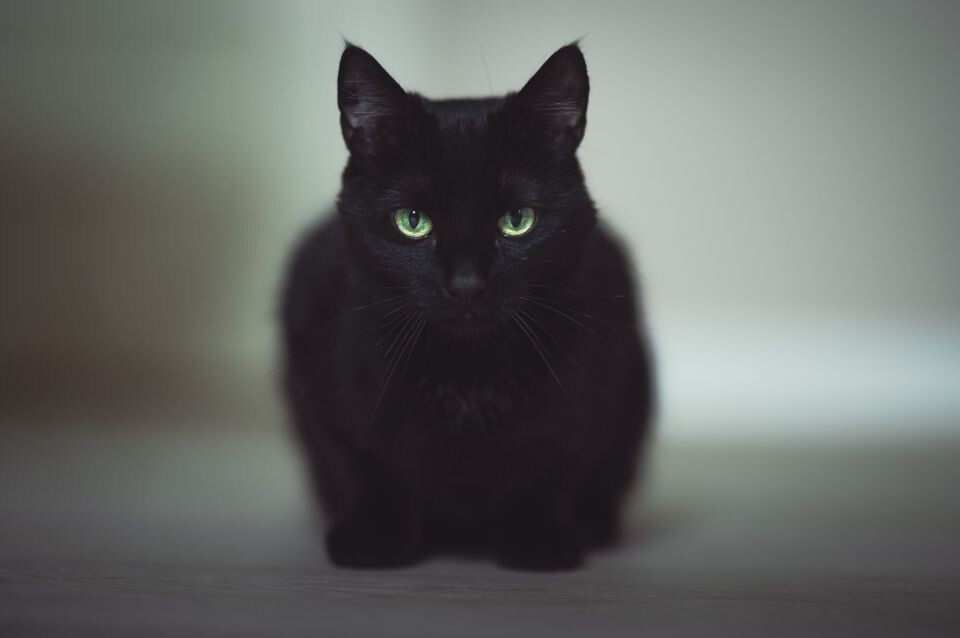    Черная кошка. Кот. Источник: Unsplash.com
