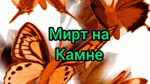 Мирт на камне.