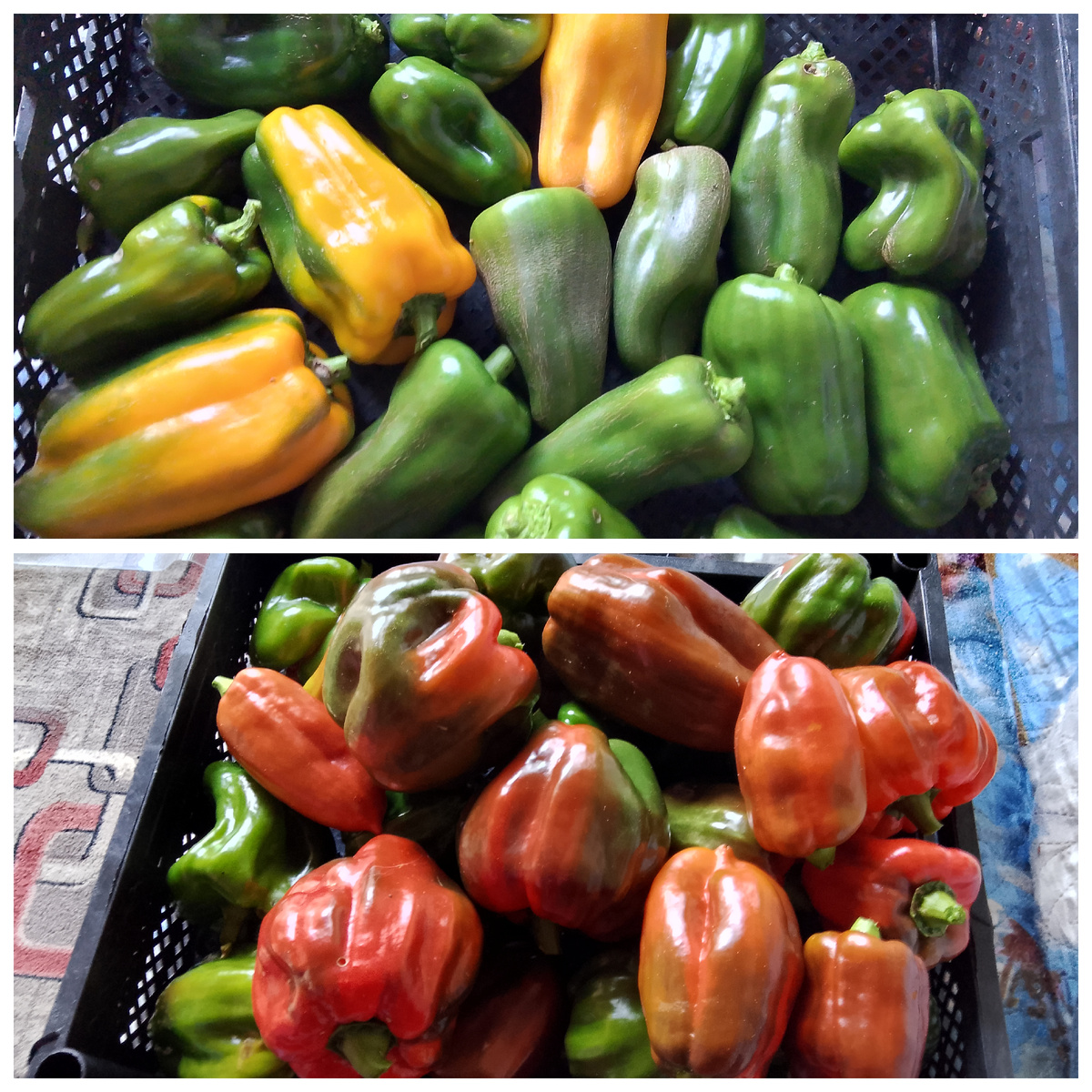 Урожай перца: щеголь- жёлтый, Громозека, Биф Сибиряк - ну очень крупный сладкий перец прям как настоящий болгарский 