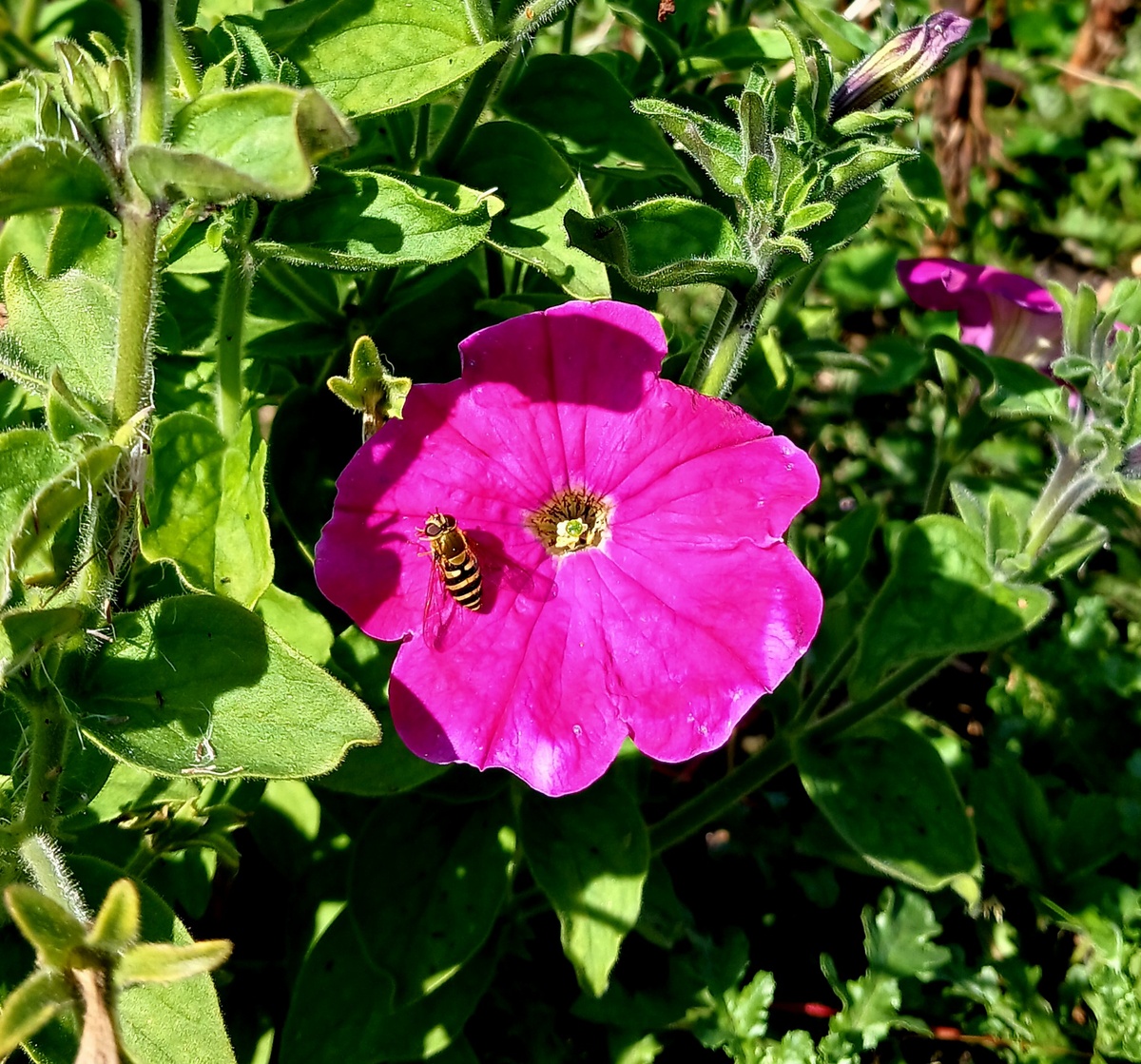 "Доброе утро,  мир! Ты прекрасен!" Фото автора 