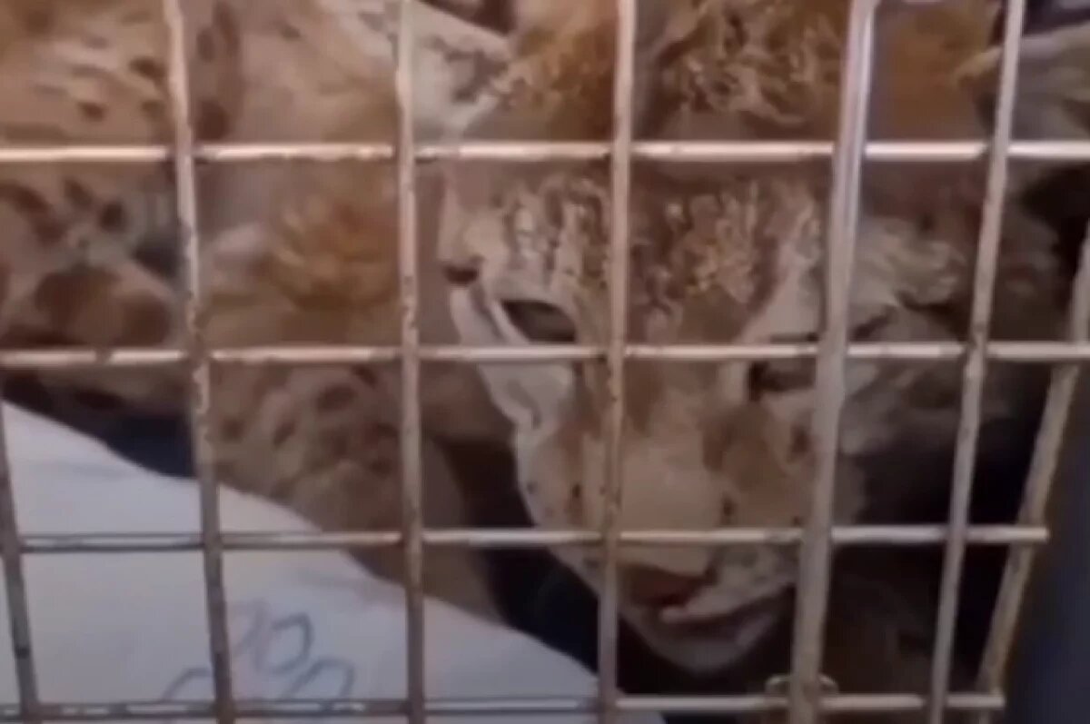    Скончалась сбитая рысь, найденная мамой с ребенком на Камчатке