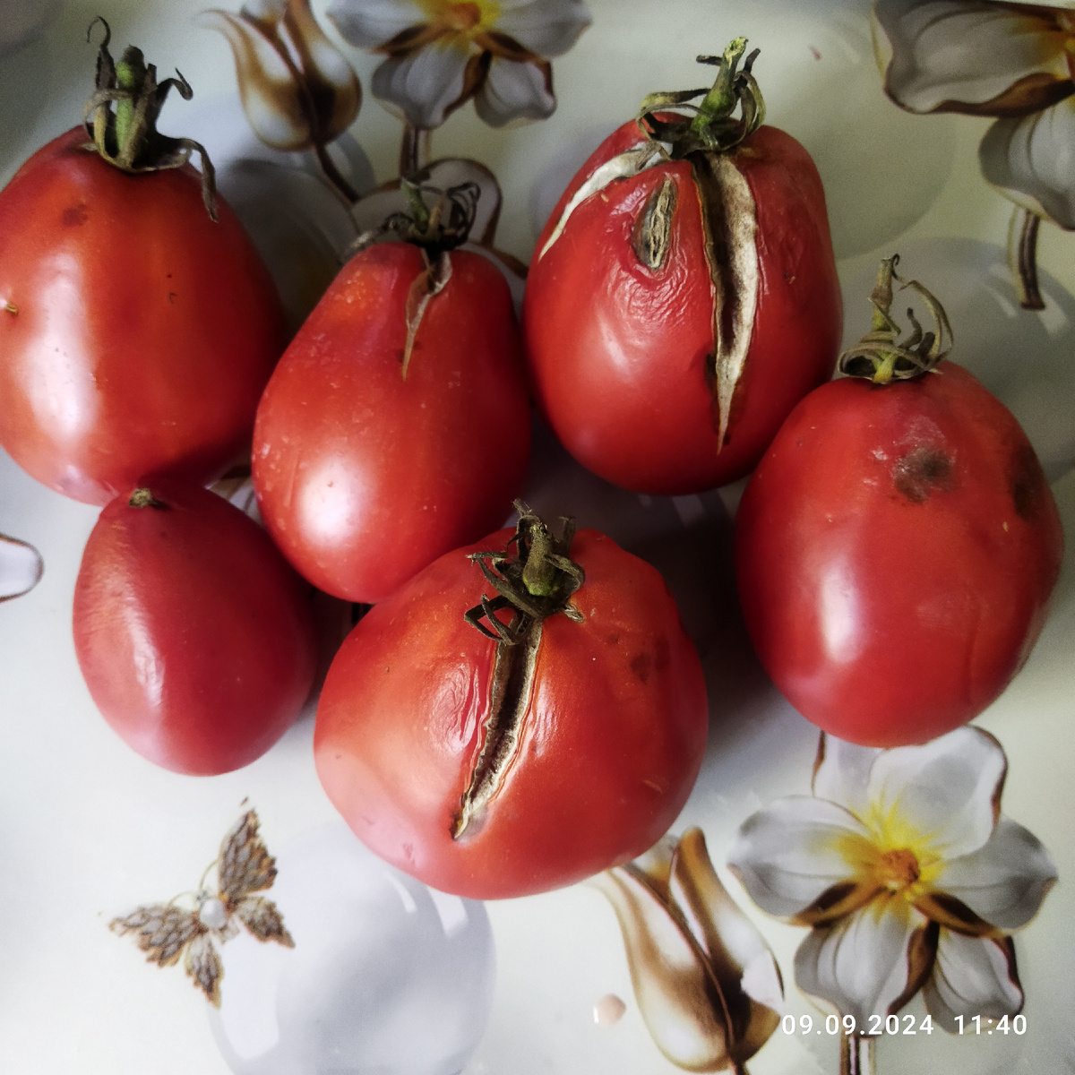 Лопнули от конденсата, ещё на ветке. Не от переспевания, не от дождей! И температура была в это время летняя!