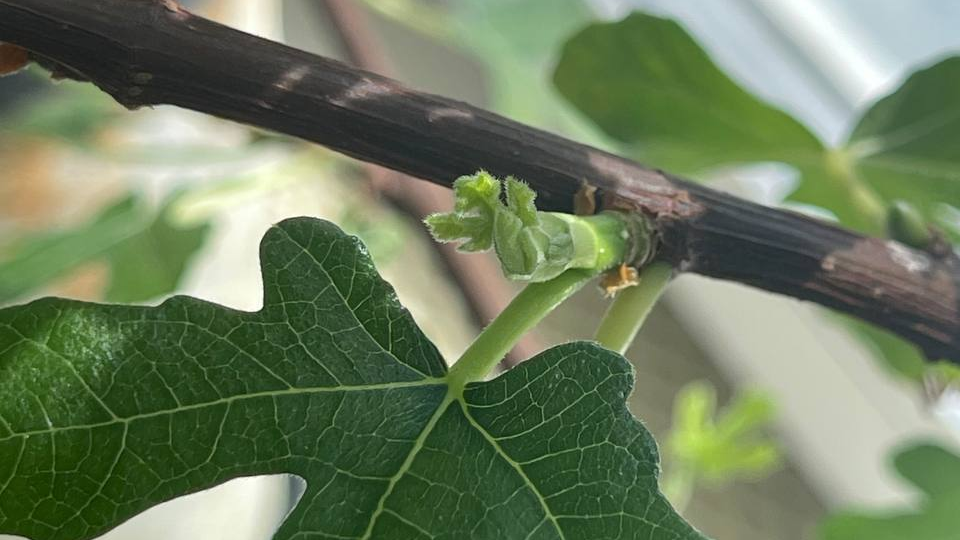 Инжир на подоконнике. Часть 2