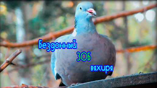 Вяхирь наполняет зоб