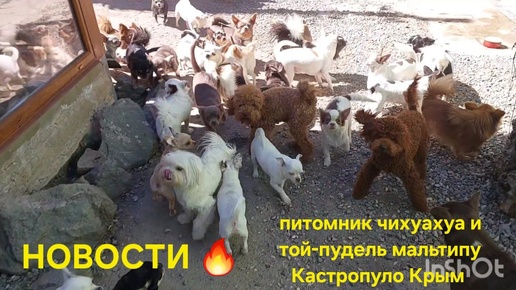 НОВОСТИ 🔥 ПИТОМНИК ЧИХУАХУА И ТОЙ-ПУДЕЛЬ КАСТРОПУЛО КРЫМ ПРОДАЖА ЩЕНКОВ