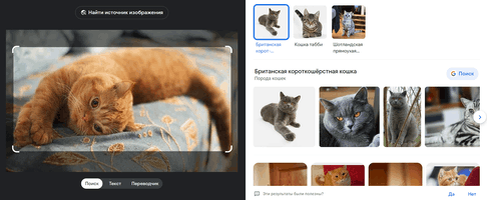 Здесь Google Lens определил породу кота по фото